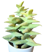 KAKTUS SZTUCZNY SUKULENT W DONICZCE 18,5CM