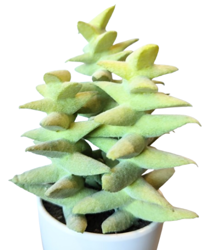 KAKTUS SZTUCZNY SUKULENT W DONICZCE 18,5CM