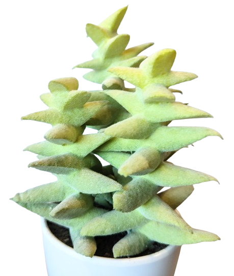 KAKTUS SZTUCZNY SUKULENT W DONICZCE 18,5CM
