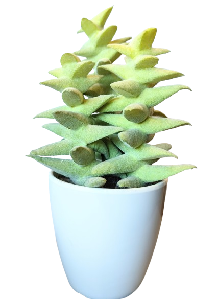 KAKTUS SZTUCZNY SUKULENT W DONICZCE 18,5CM