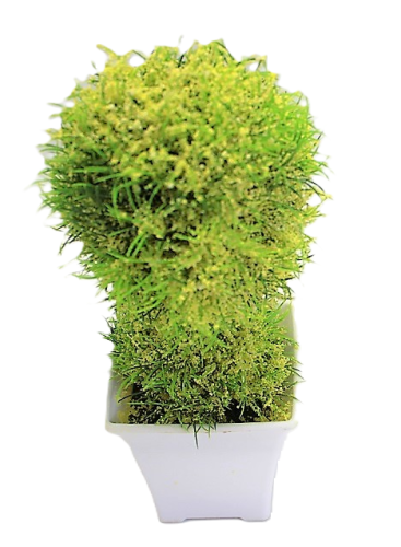 KWIAT SZTUCZNY W BIAŁEJ OSŁONCE 23,5CM