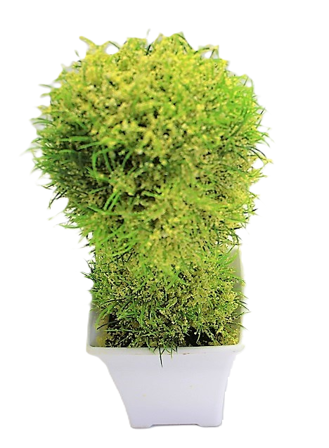 KWIAT SZTUCZNY W BIAŁEJ OSŁONCE 23,5CM