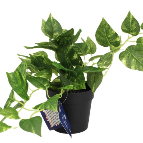 KWIAT SZTUCZNY EPIPREMNUM DONICZCE 21CM