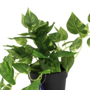 KWIAT SZTUCZNY EPIPREMNUM DONICZCE 21CM