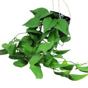 KWIAT SZTUCZNY EPIPREMNUM WISZĄCE DONICZCE 70CM