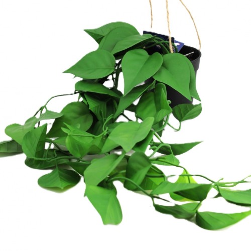 KWIAT SZTUCZNY EPIPREMNUM WISZĄCE DONICZCE 70CM