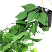 KWIAT SZTUCZNY EPIPREMNUM WISZĄCE DONICZCE 70CM