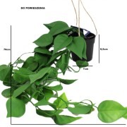 KWIAT SZTUCZNY EPIPREMNUM WISZĄCE DONICZCE 70CM