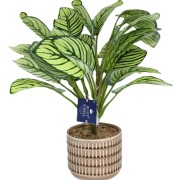 Sztuczna Roślina w Doniczce Kalatea Calathea 40cm Jak Żywa Premium
