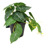 Sztuczna Roślina Doniczkowa Alokazja – Realistyczna Dekoracja 17 cm